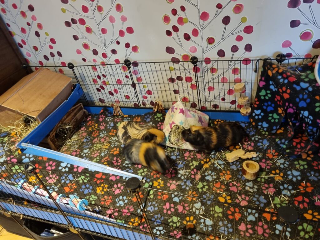 Guinea pig hay rack with normal droppings UK owner check 