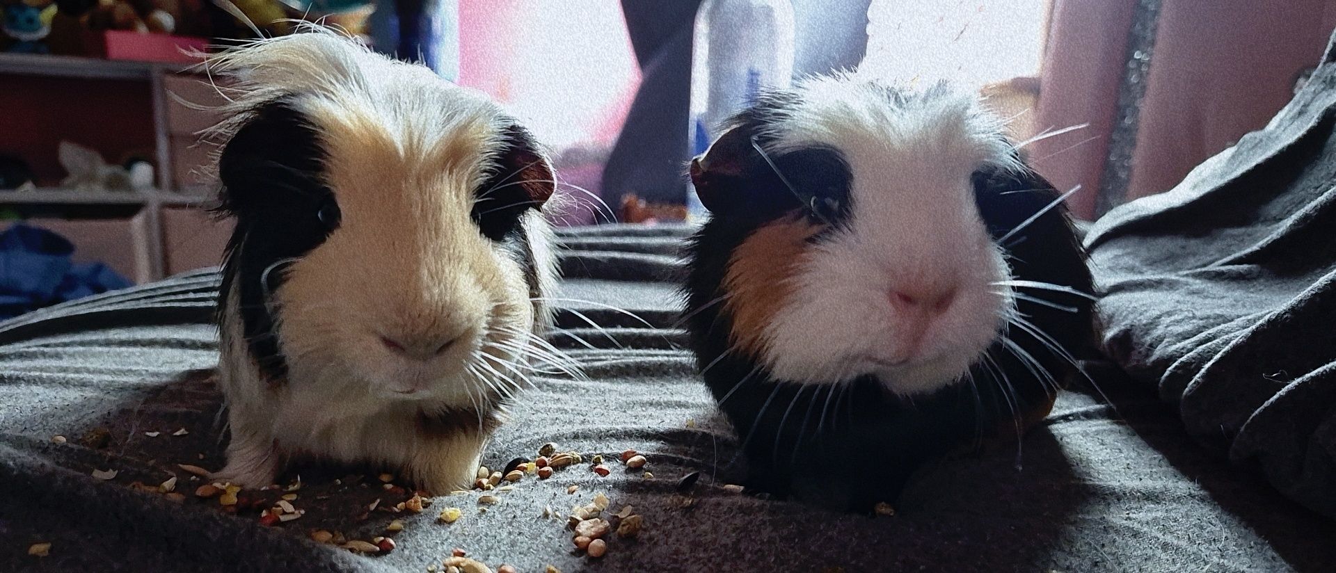 Guinea pig hiding illness alert in hutch before collapse