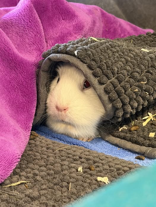 Guinea pig making distress sounds needing owner attention