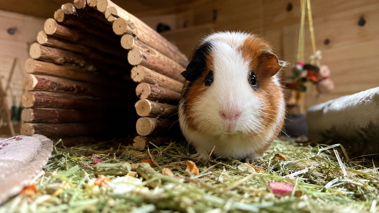 Guinea pig not moving sitting still in UK hutch warning sign