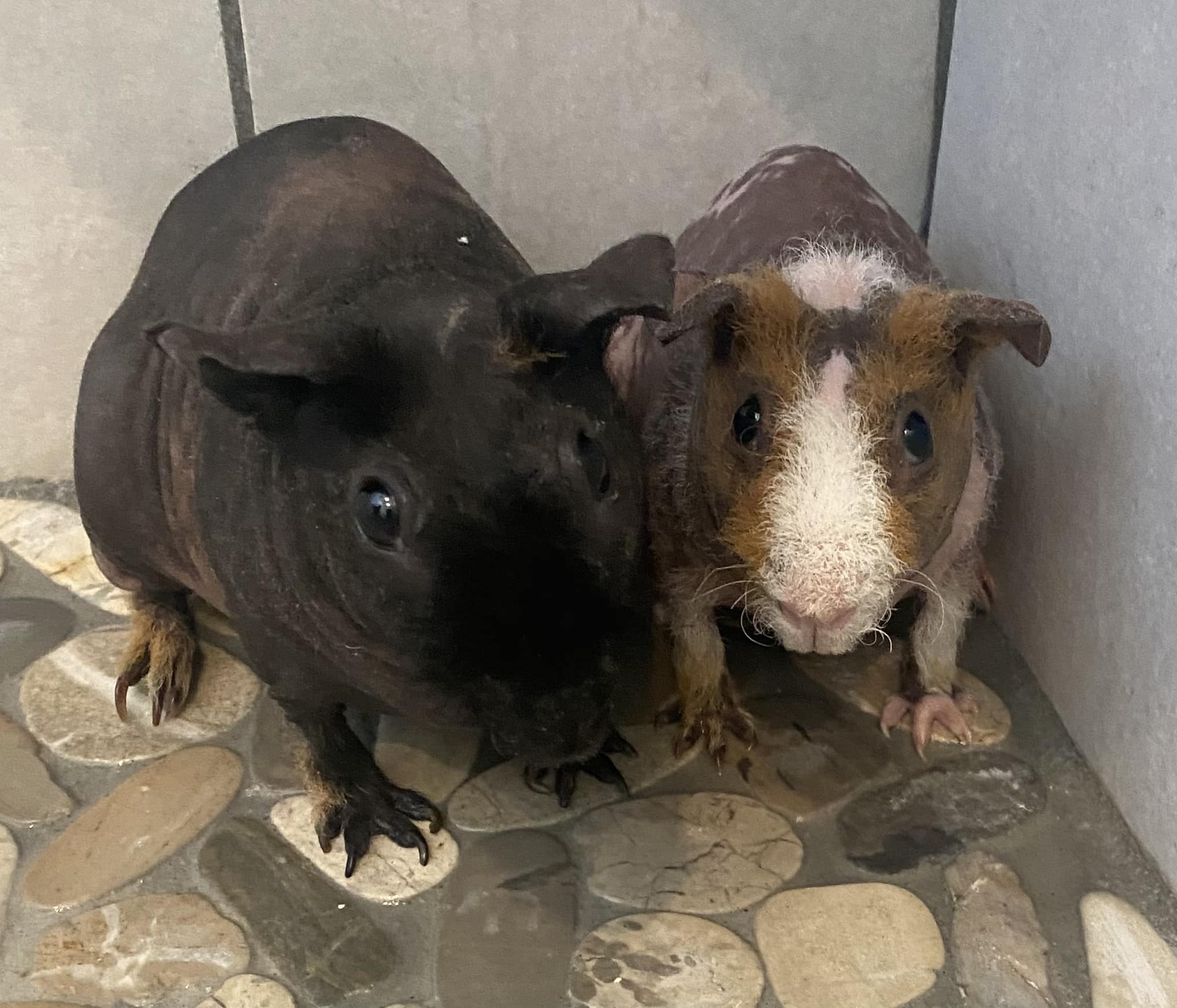 Guinea pig rumblestrutting showing dominance behaviour