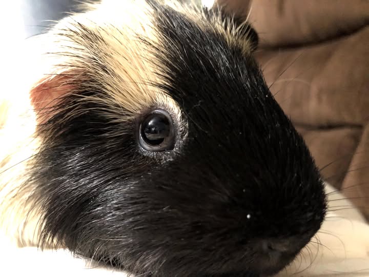 Guinea pig wheeking loudly excited for food