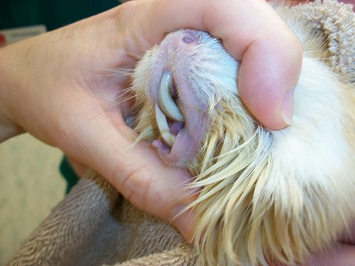  Guinea pig with dental problems dropping food UK signs 