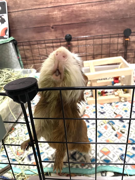 Guinea pig with dental problems showing weight loss signs