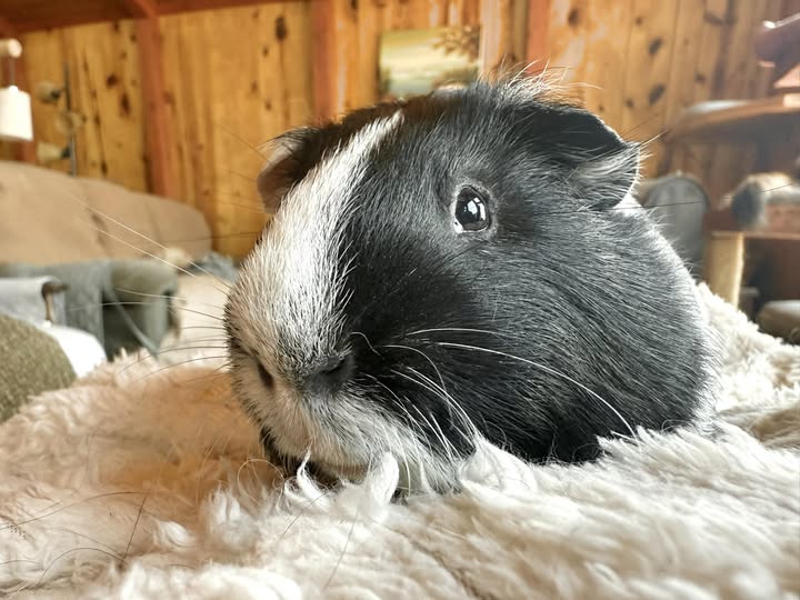 Guinea pig with respiratory infection fluffed and unwell