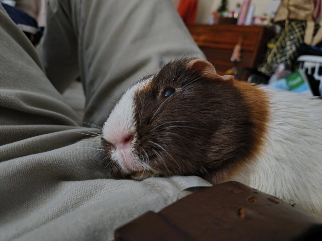 Guinea pig with respiratory infection nose discharge UK 