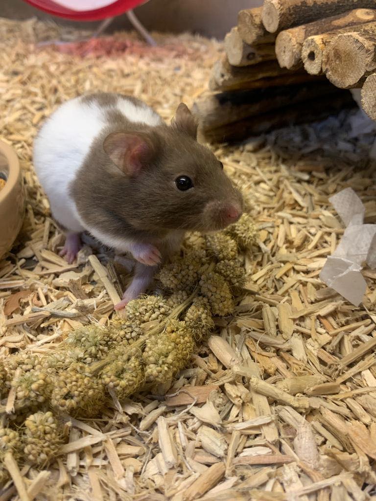 Hamster Care Guide