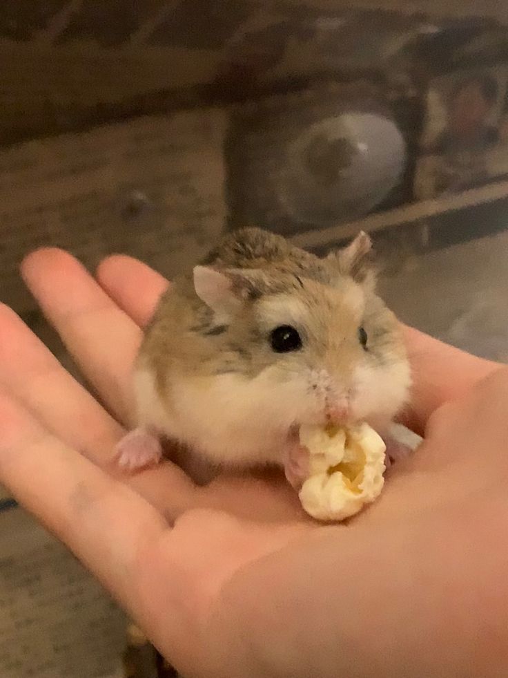 Hamster active at night exploring and using wheel in cage