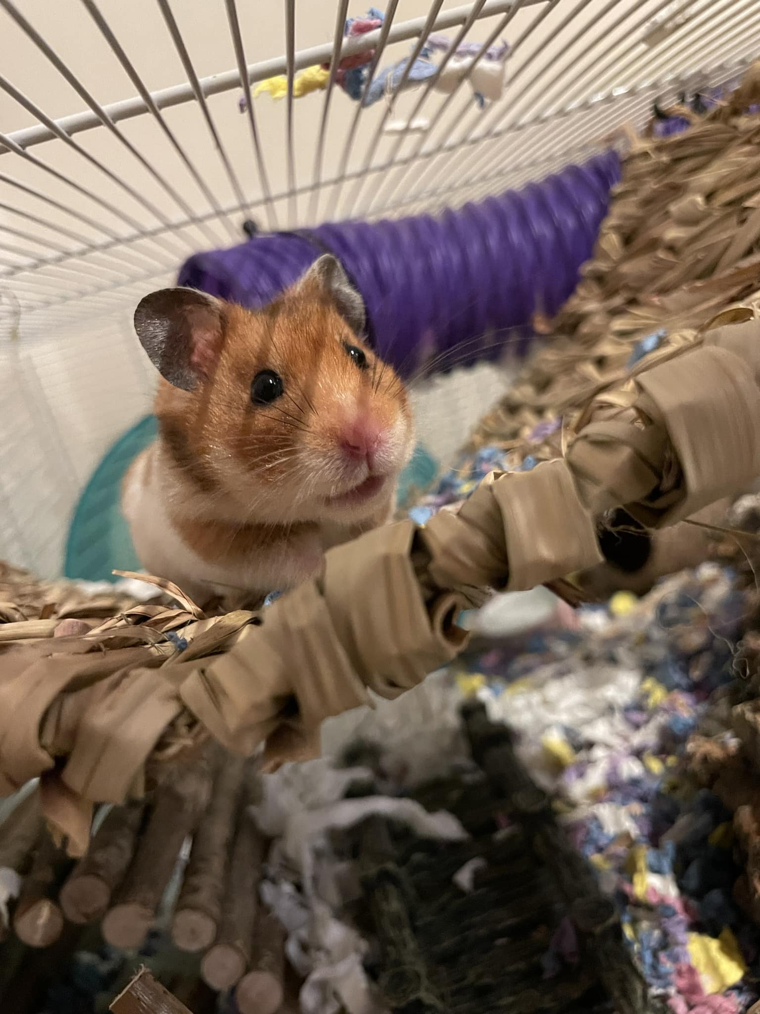 Hamster burrowing in deep bedding in cage
