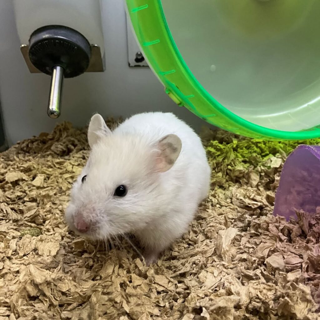 Hamster burrowing in deep bedding showing content behaviour