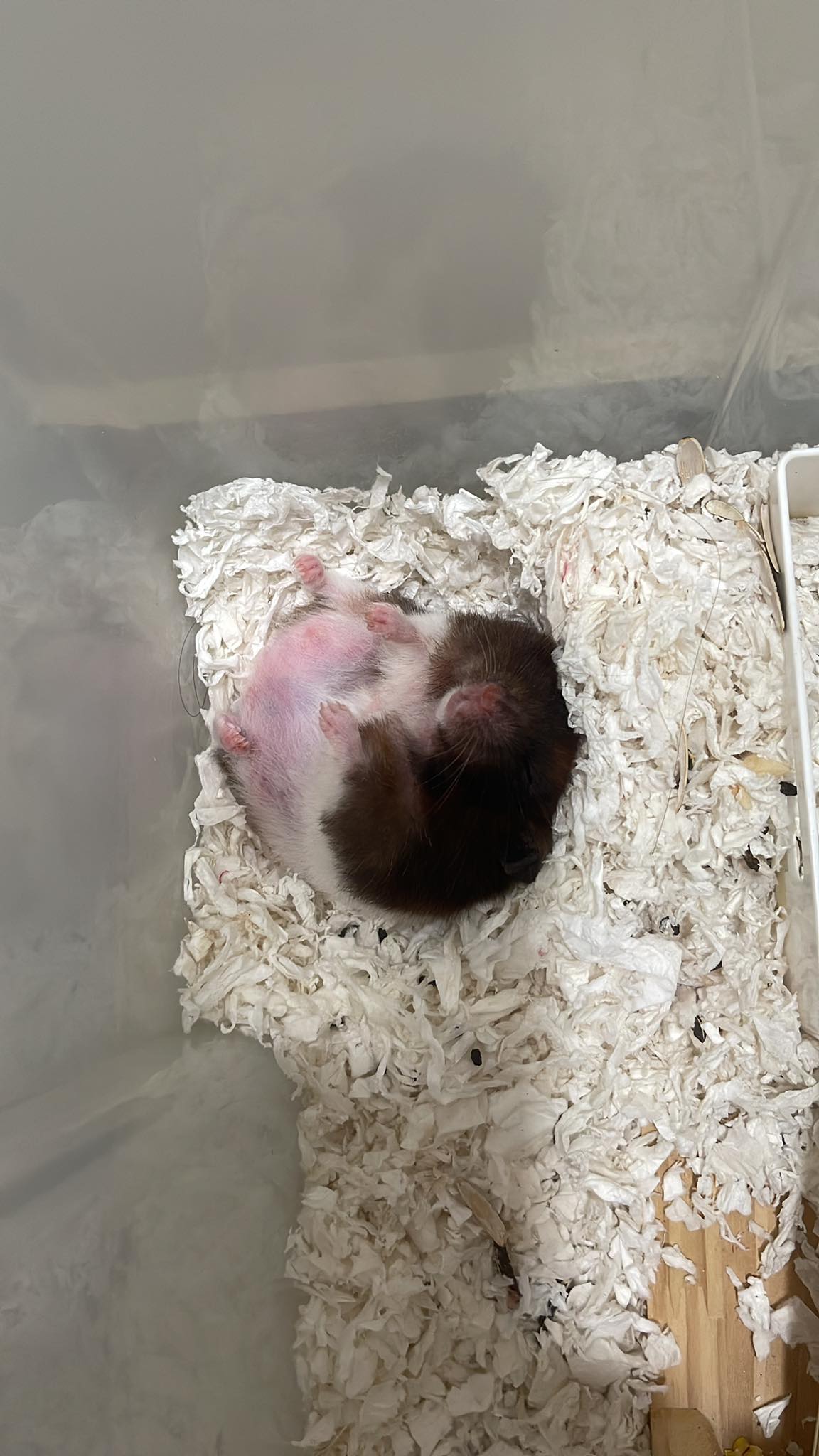 Hamster cage positioned in cold room UK home