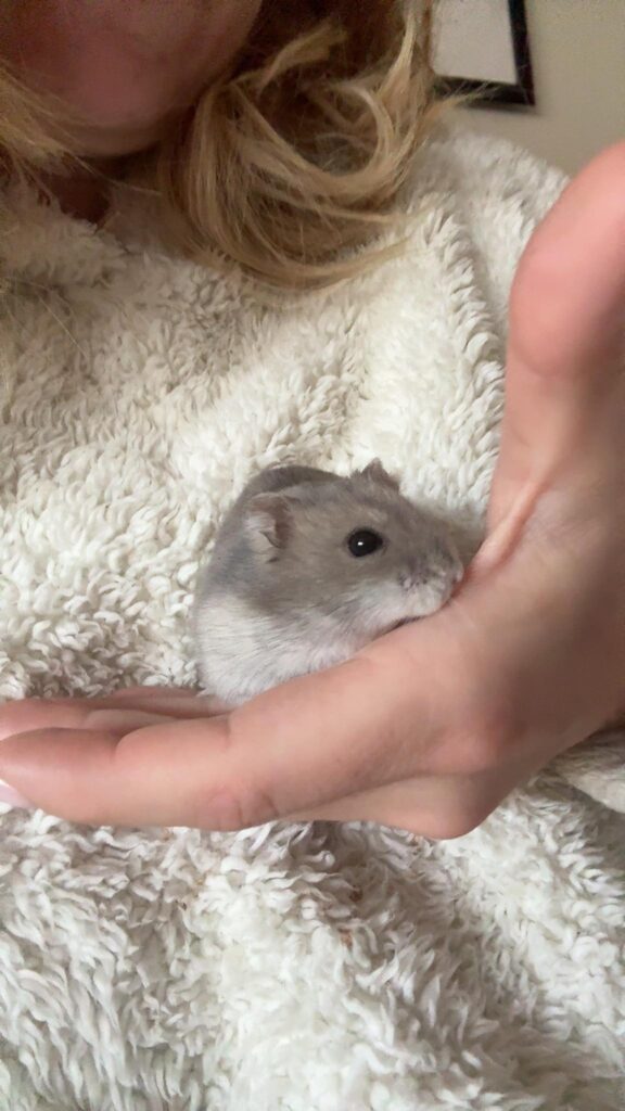 Hamster comfortable being handled by owner showing happy sign