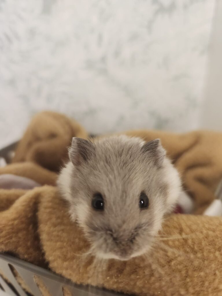 Hamster curled up in torpor state UK cold emergency