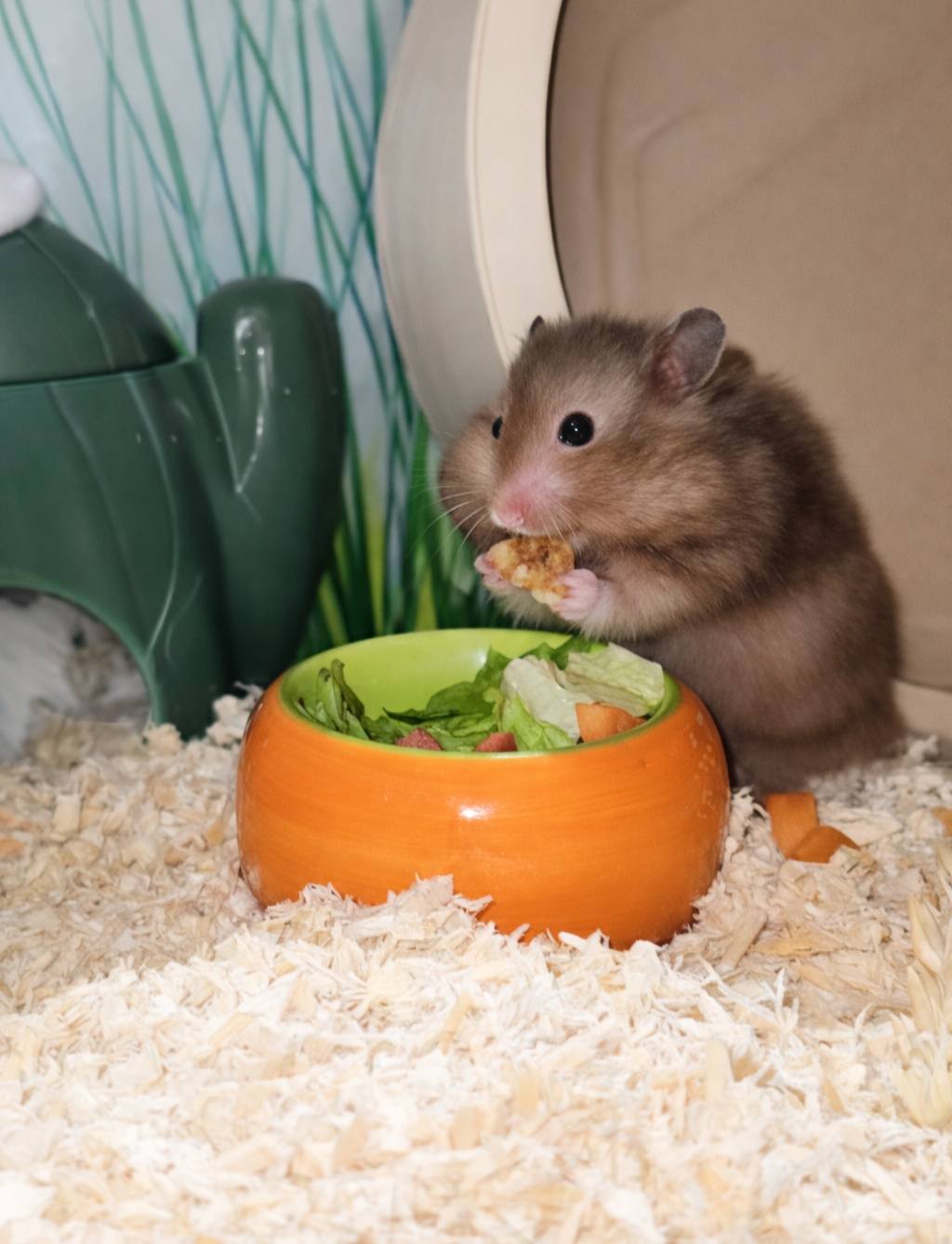 Hamster eating varied diet of vegetables and seeds