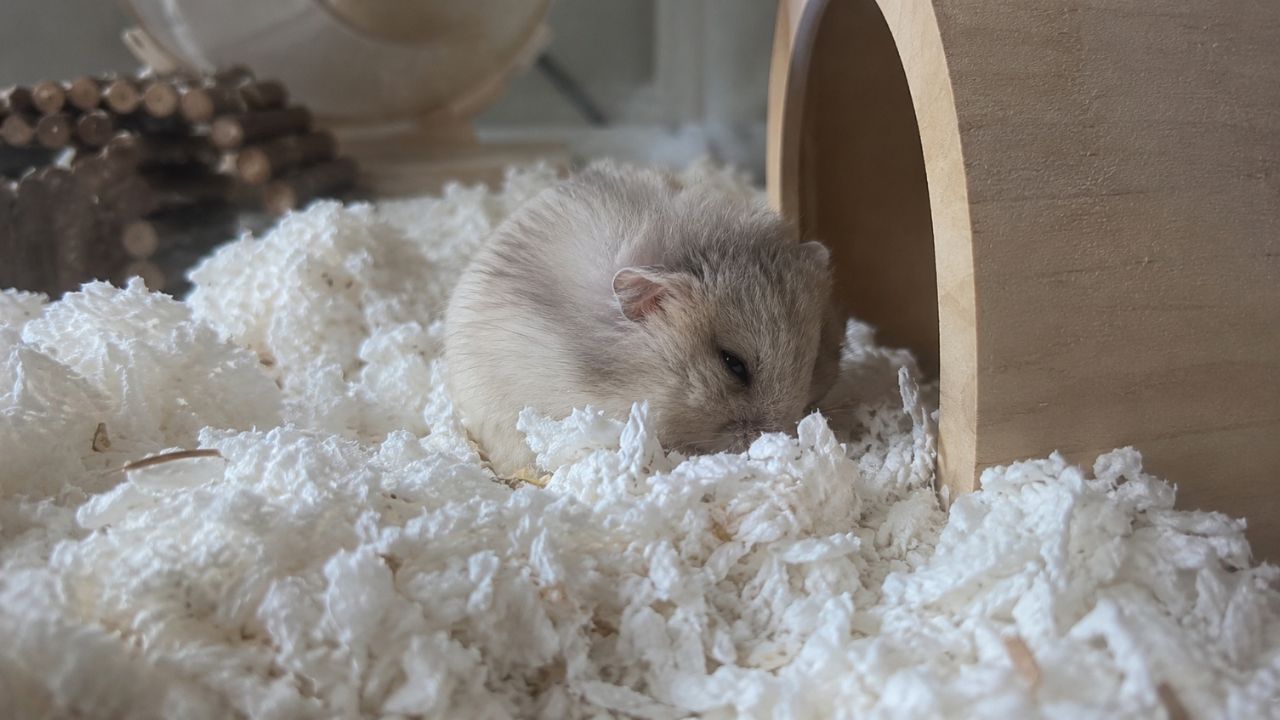 Hamster hibernating torpor UK urgent owner emergency guide