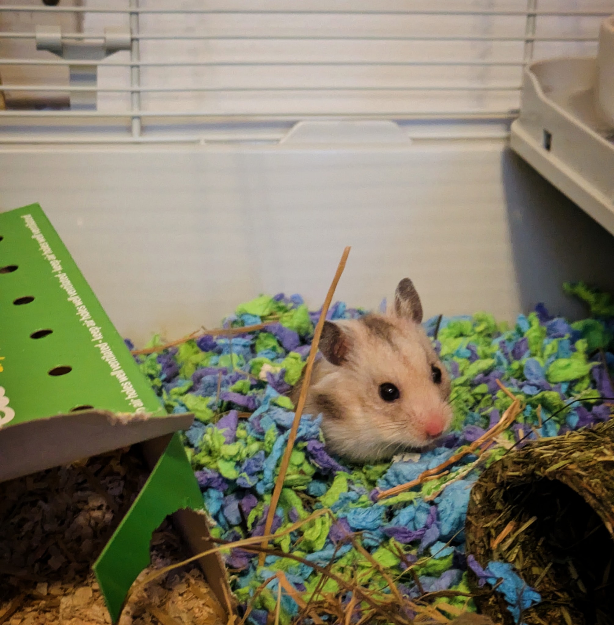 Hamster hiding illness alert in cage before collapse