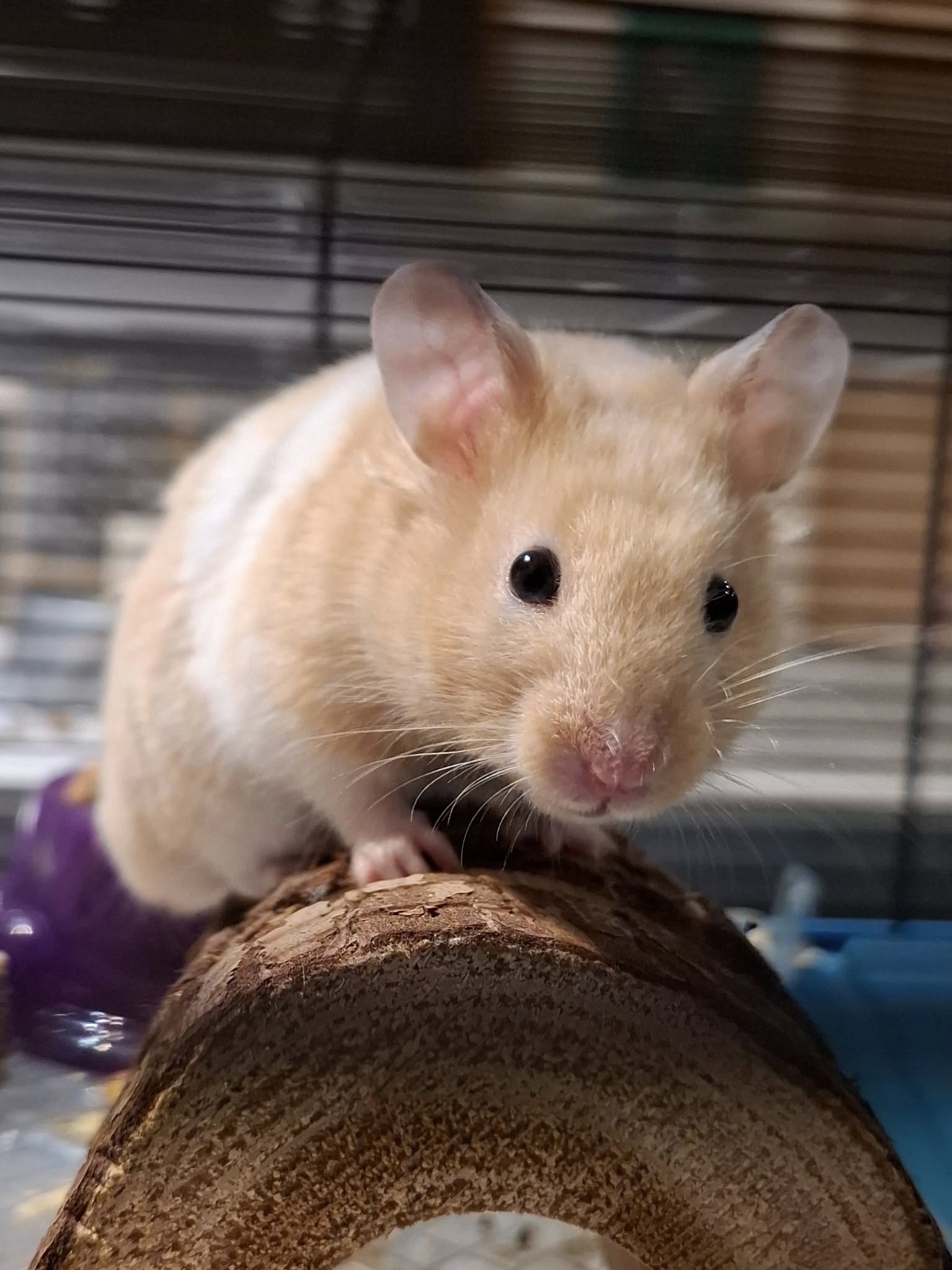 Hamster in a small cage showing signs of stress and inactivity