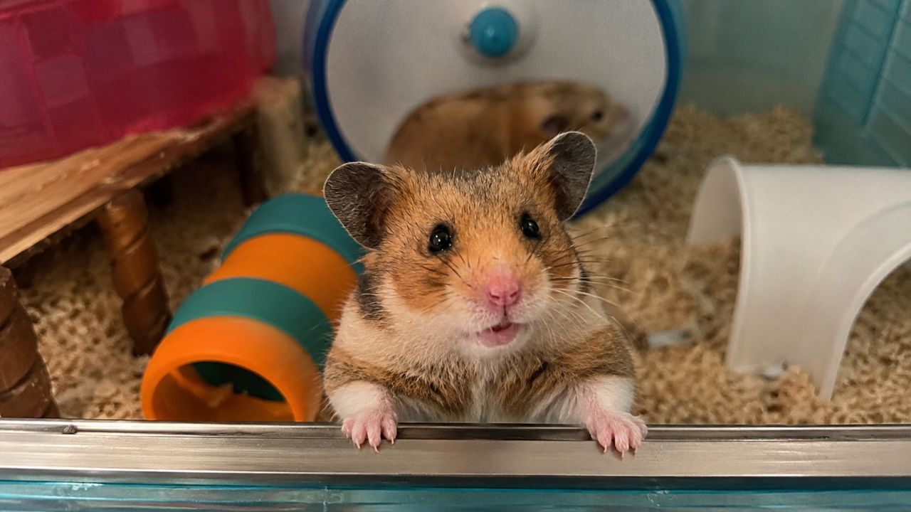 Hamster in cage at Paradise Pets Swindon