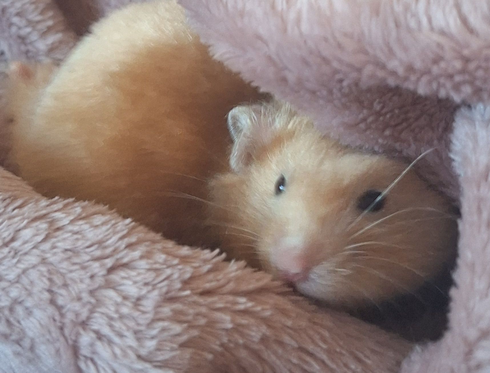 Hamster in torpor state due to cold temperature in a UK home
