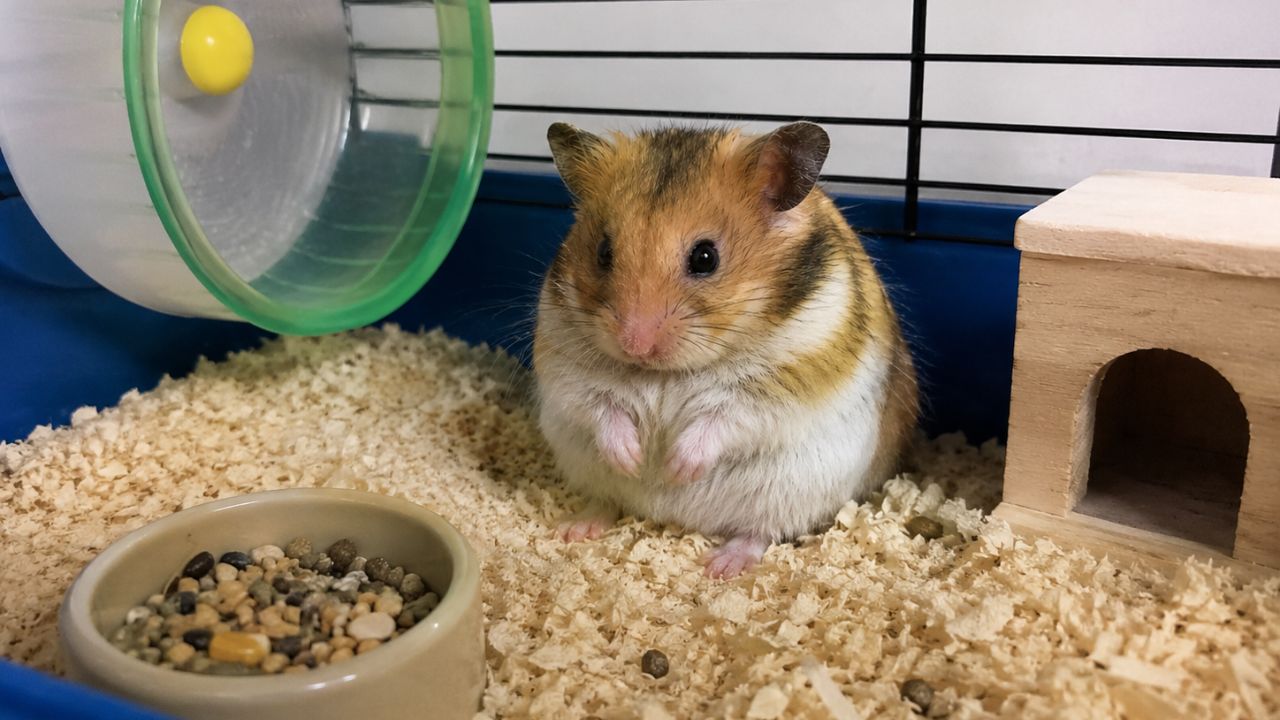 Hamster not eating sitting still in cage UK warning sign