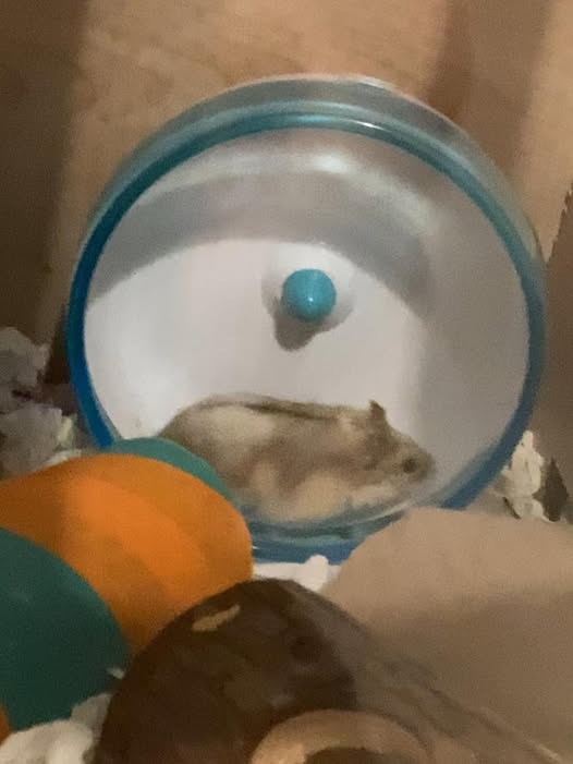 Hamster running on wheel at night