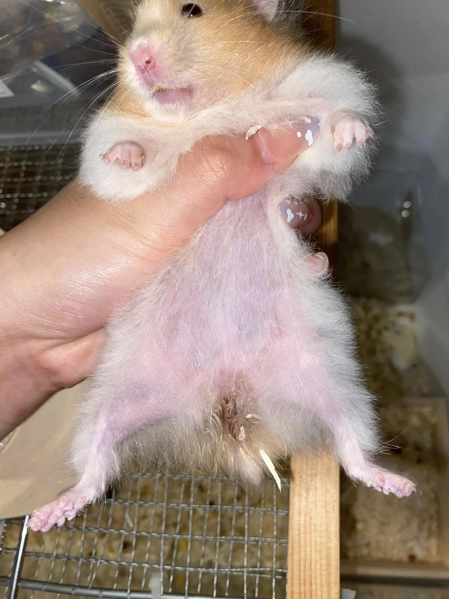 Hamster showing signs of wet tail including lethargy and not moving