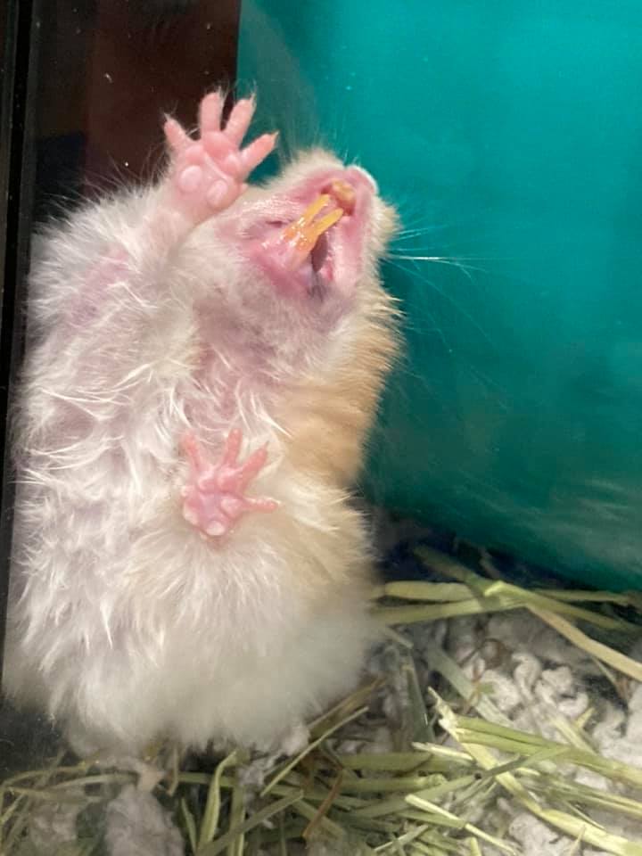 Hamster showing teeth grinding warning posture defensive