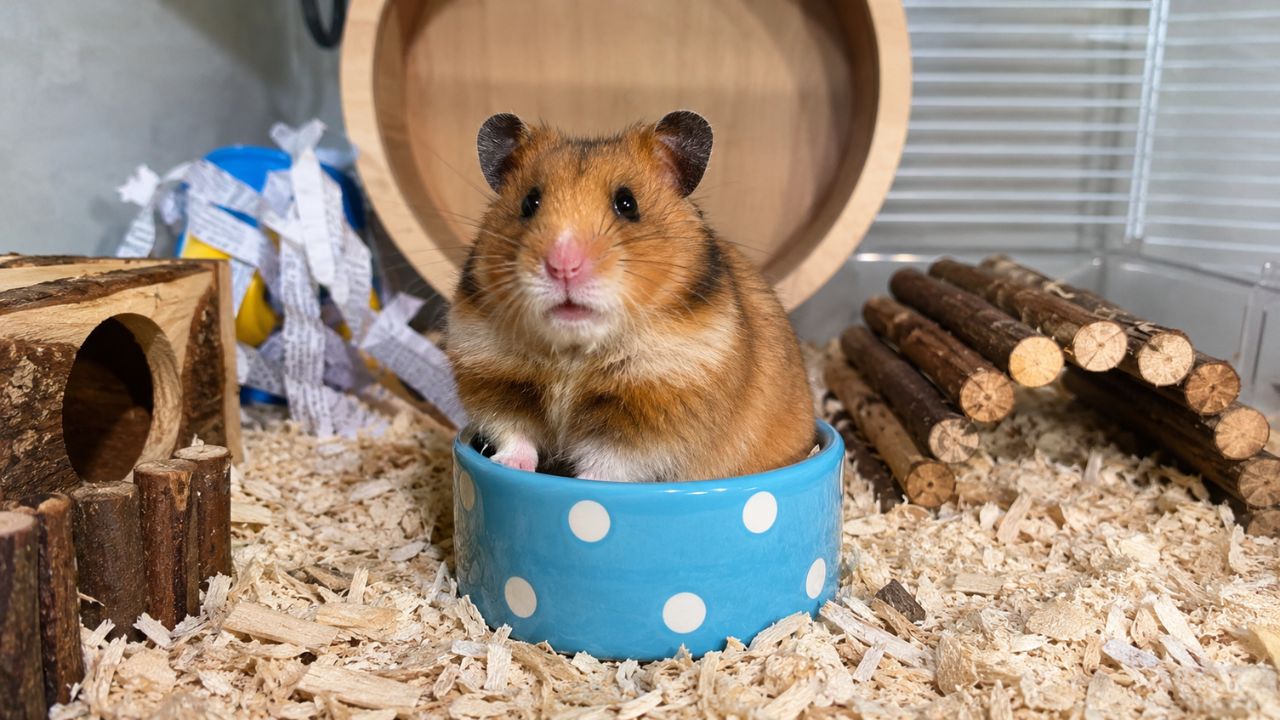 Hamster sitting in its cage in a UK home