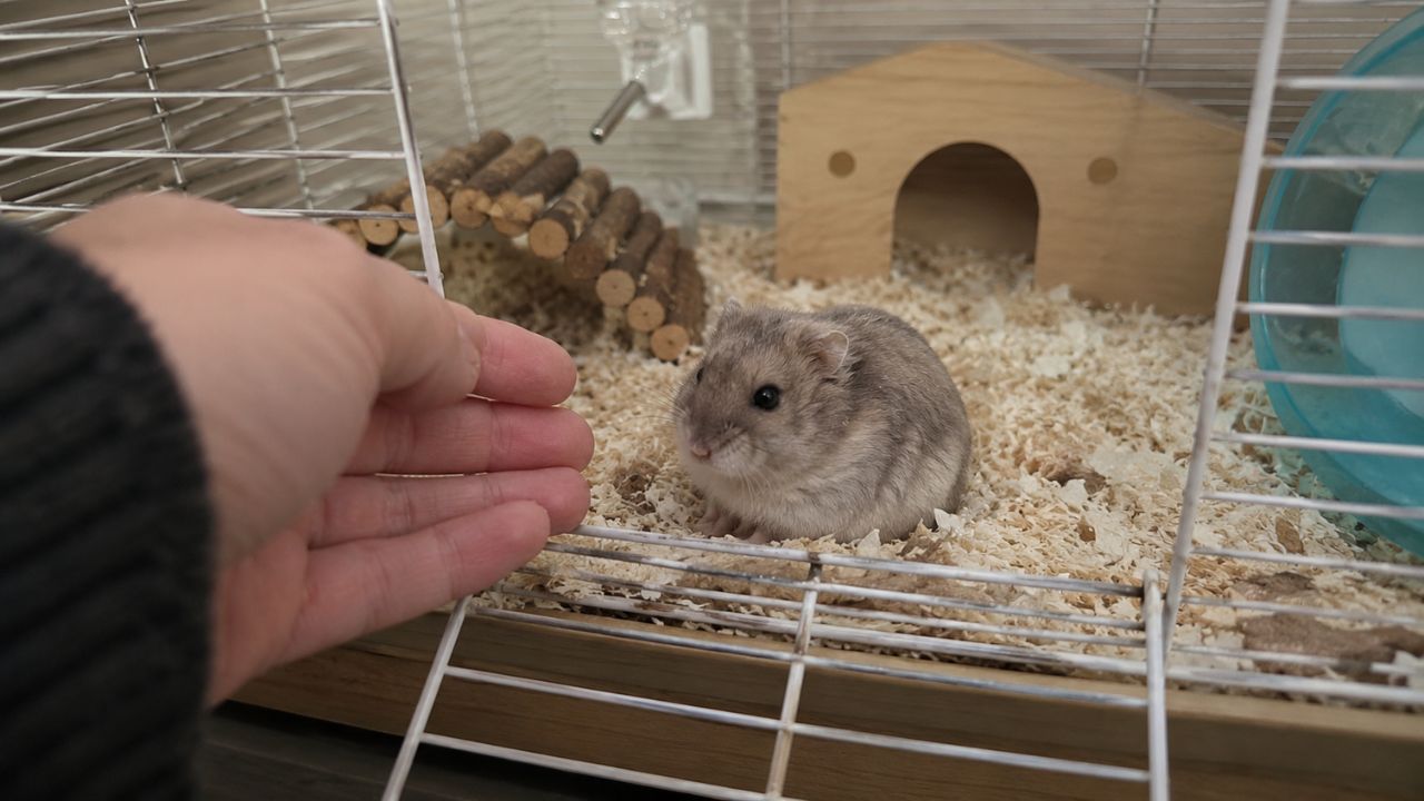 Hamster sitting still in cage being checked by UK owner