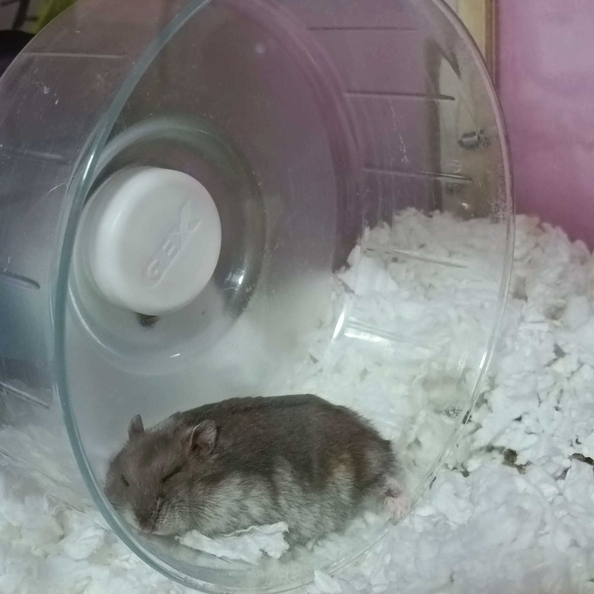 Hamster sleeping deeply curled in a ball in its cage