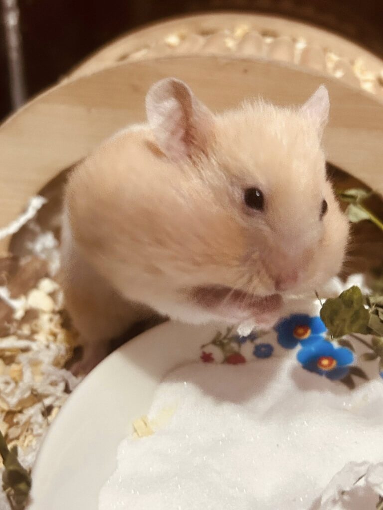 Hamster sleeping peacefully should not be disturbed UK