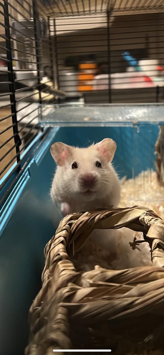 Hamster squeaking when handled UK owner