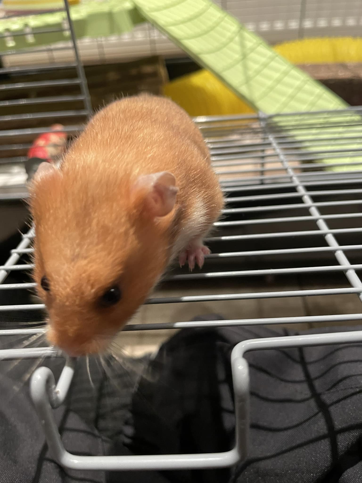 Hamster standing on hind legs defensive posture