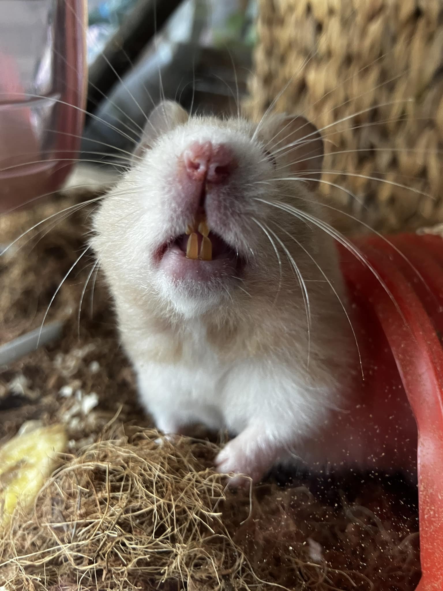 Hamster with overgrown teeth showing dental problems