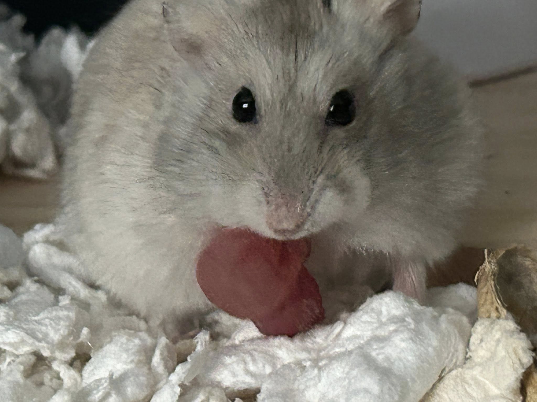 Hamster with swollen impacted cheek pouches close up