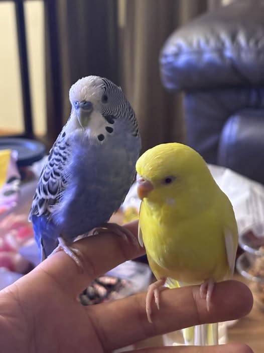 Hand tamed budgie sitting on UK owner shoulder content