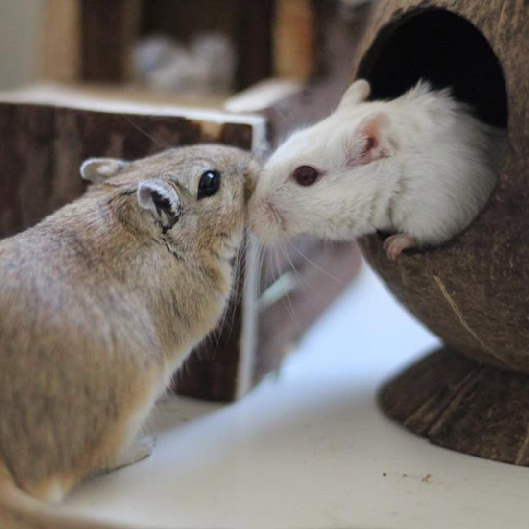 Happy UK family interacting with pet gerbils after school