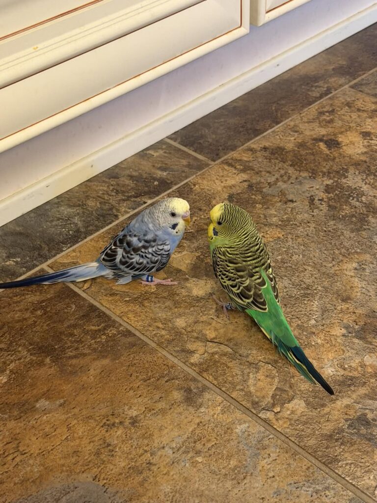 Happy budgie enjoying apple treat UK home bonding moment