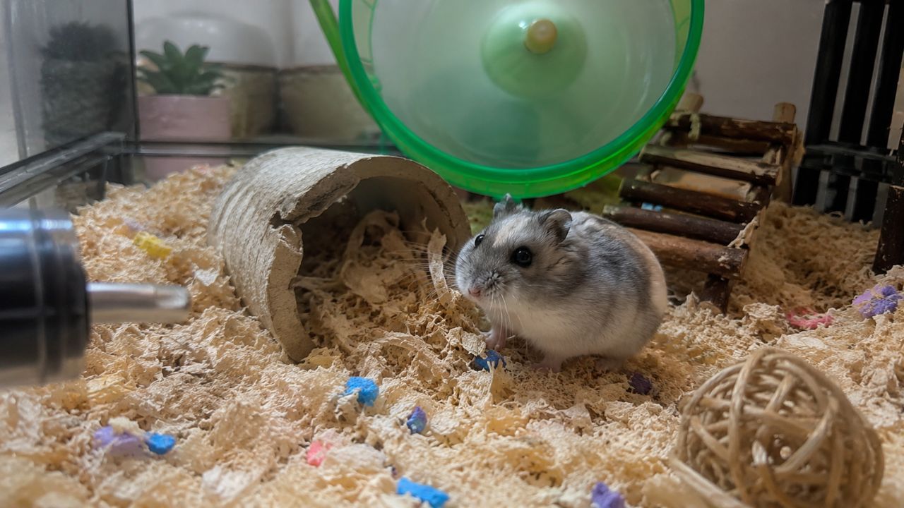 Happy hamster exploring cage in UK home