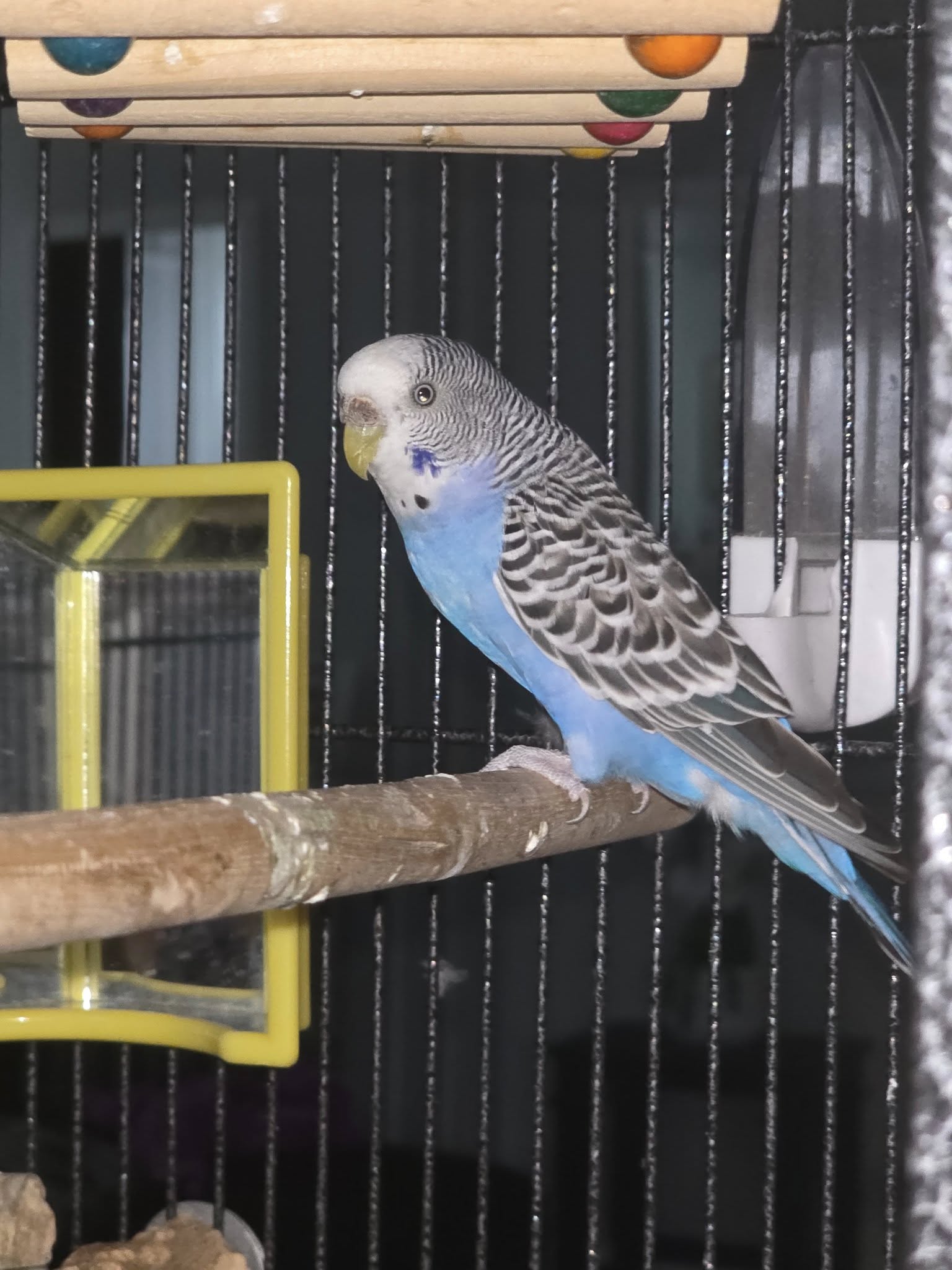Happy healthy budgie in a well-kept cage in a UK home