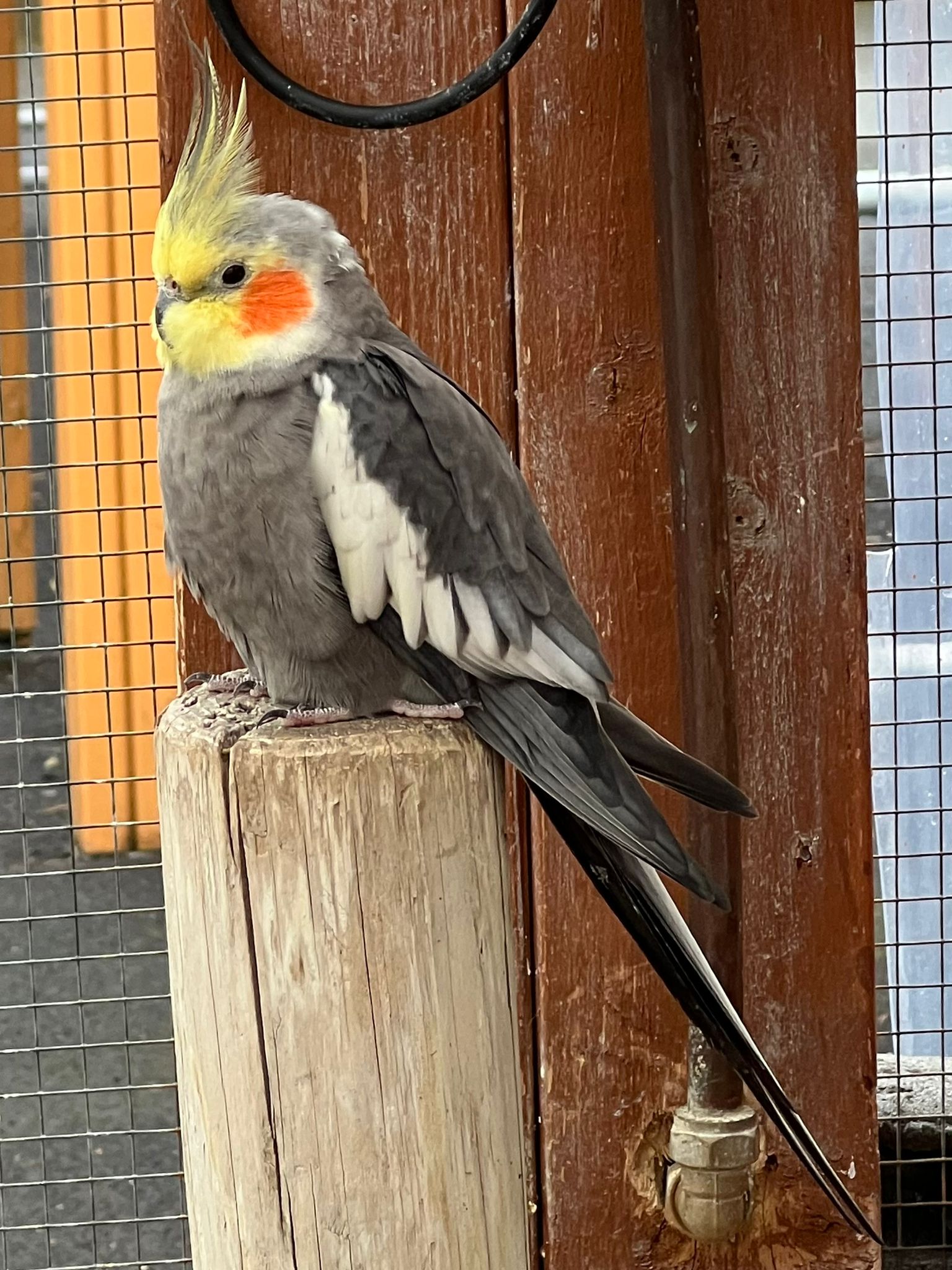 Happy healthy cockatiel with full feathers in well-equipped cage