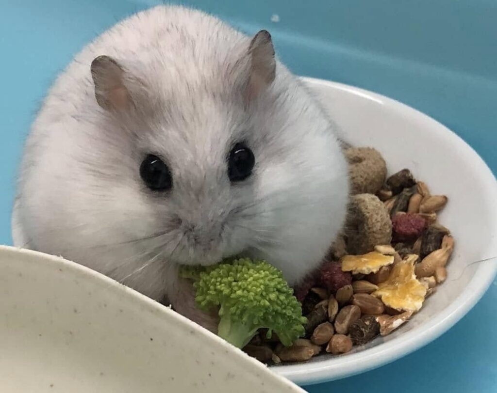 Happy healthy hamster active in well-set-up UK home cage