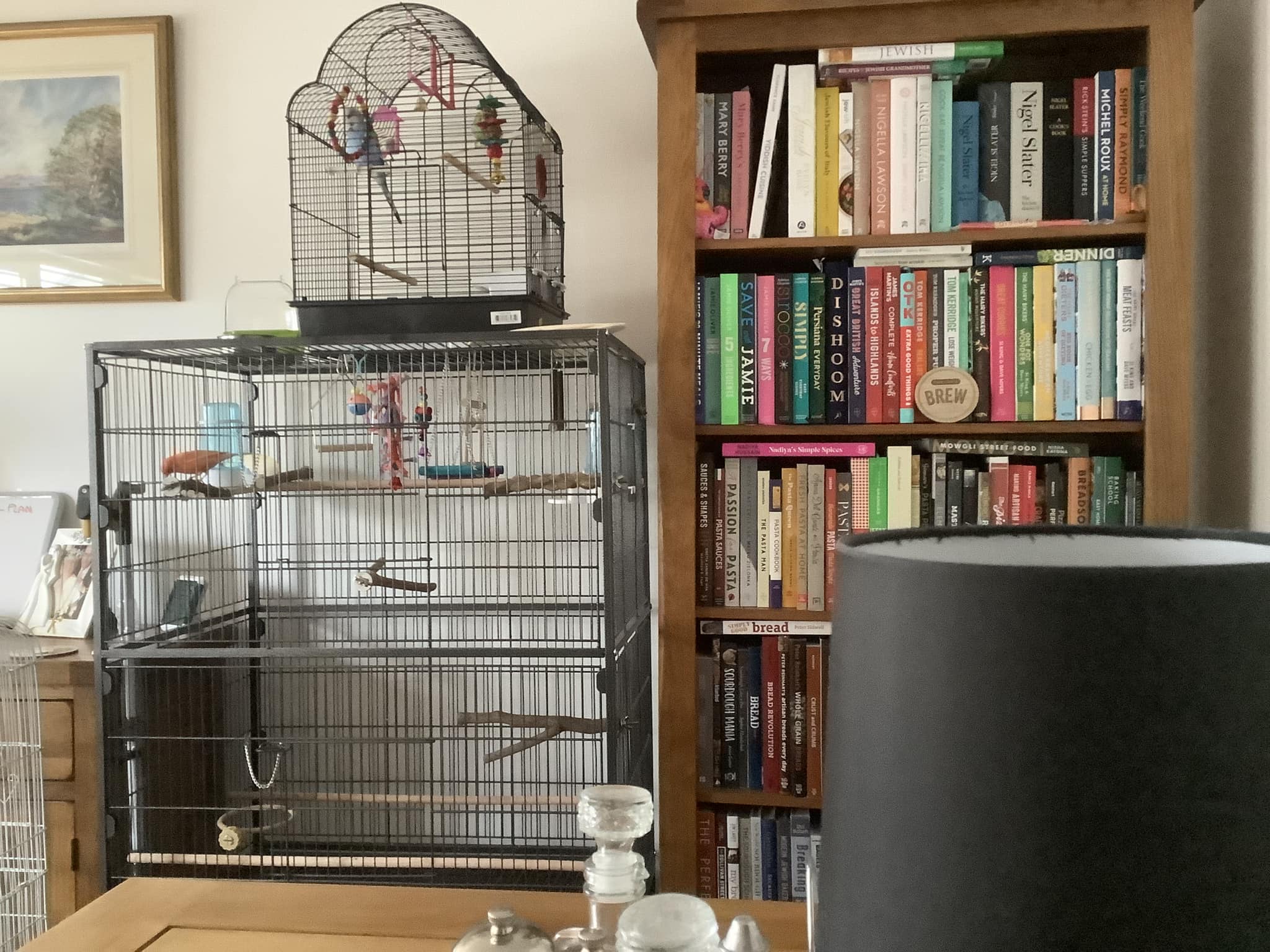  Happy singing male canary in well maintained UK cage