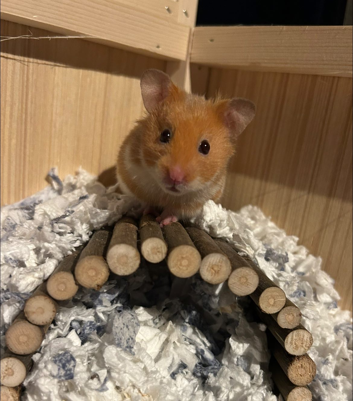 Healthy active Syrian hamster eating in well maintained cage
