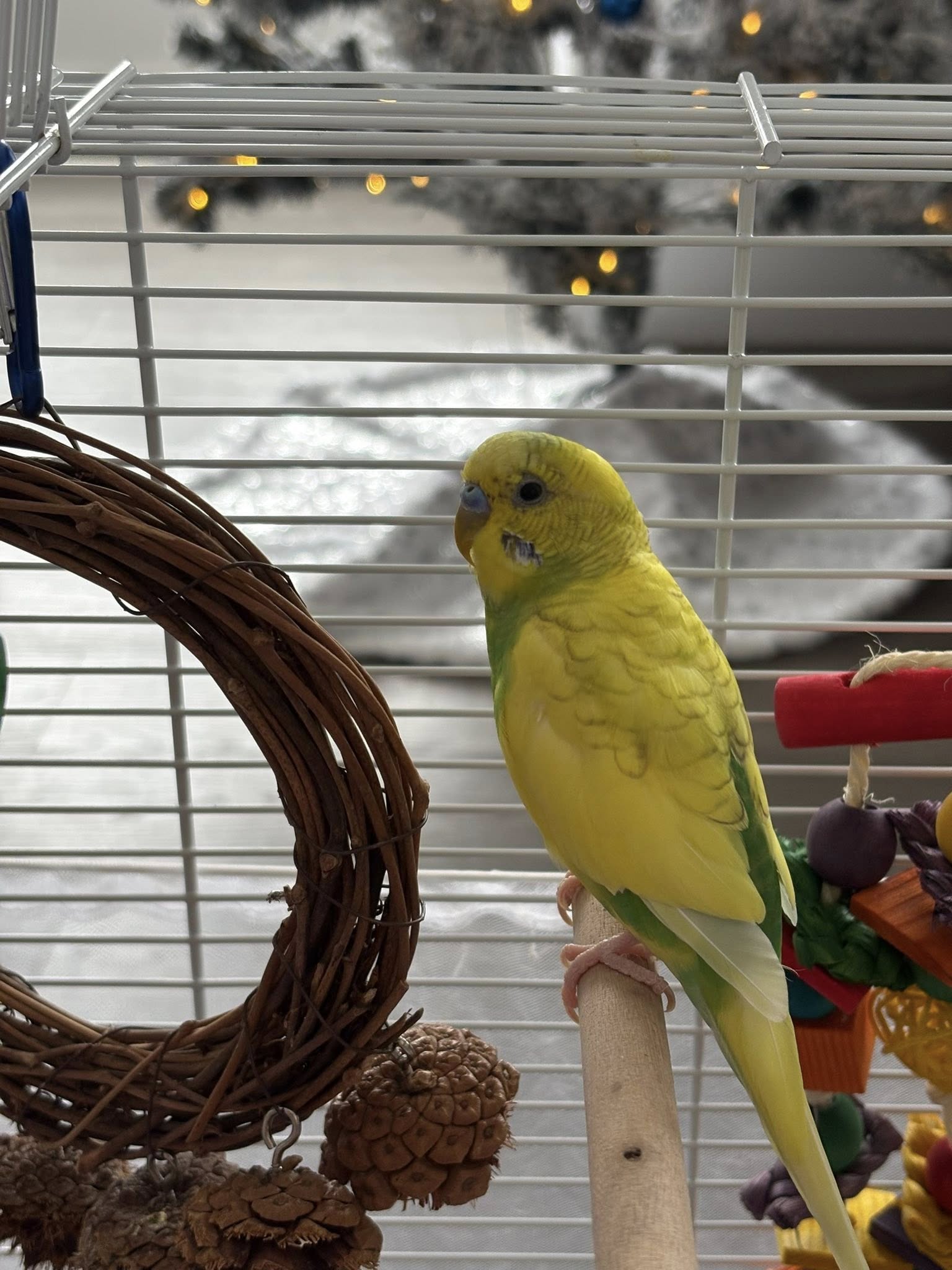 Healthy active budgie perched in well maintained UK cage