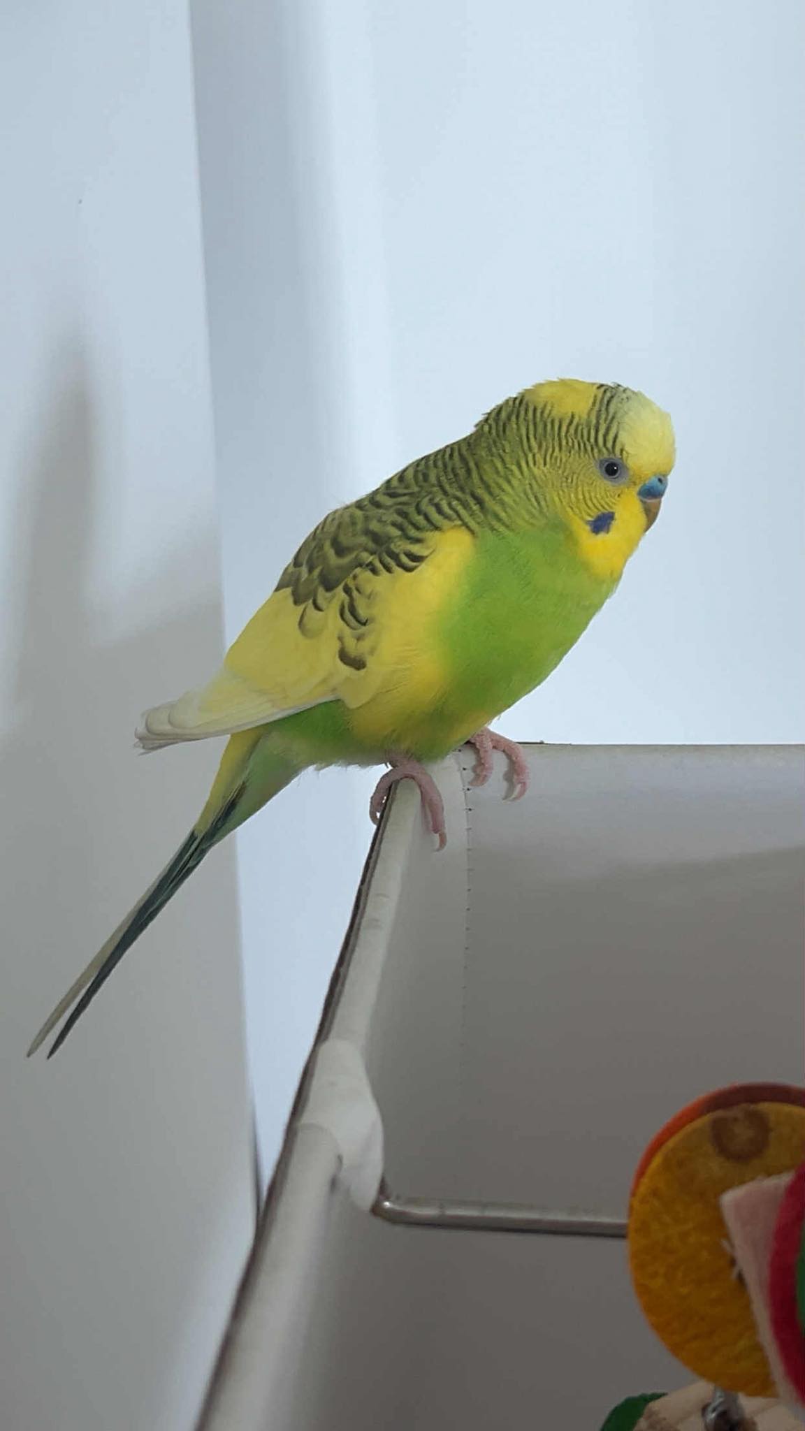 Healthy active wild type budgie ideal for UK family children 
