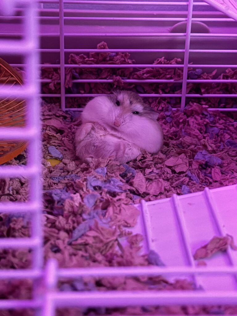 Healthy alert hamster awake and active UK home cage