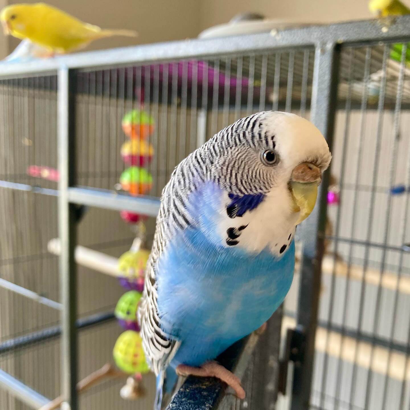 Healthy budgerigar long lifespan UK pet bird perch