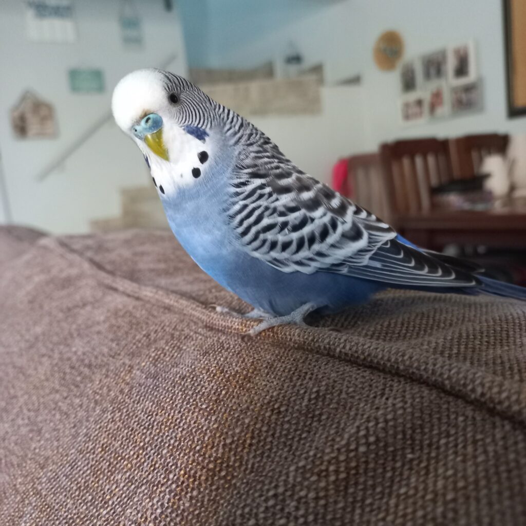 Healthy budgie active vocalising Paradise Pets Swindon