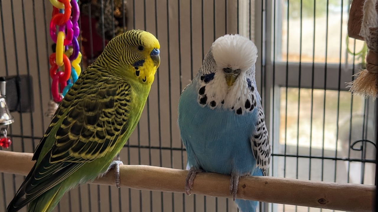 Healthy budgie at Paradise Pets Swindon